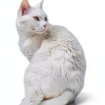 Schrödinger Street Cat Kindle eBook Travel Fiction for Teens-0