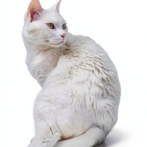 Schrödinger Street Cat Kindle eBook Travel Fiction for Teens-0
