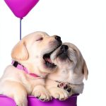 Travel with Pets: A Guide for Kindle Owners-0