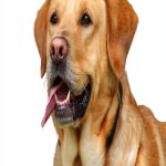 Dog Travel Companion Kindle Edition by Author Name – 83‑Page Guide for-0
