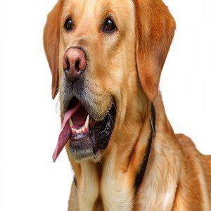 Dog Travel Companion Kindle Edition by Author Name – 83‑Page Guide for-0