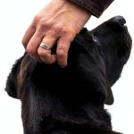 William Morrow London Travel Guide for Pets Kindle eBook 320 Pages-0