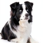 Yellowstone Travel Guide for Pets by Farcountry Press eBook 2nd-0
