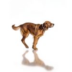 Travel With Pets Kindle eBook 37 Page Pet Friendly Adventure Guide-0